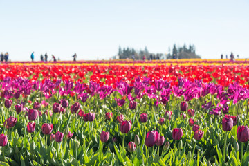 Colorful Field of Tulips