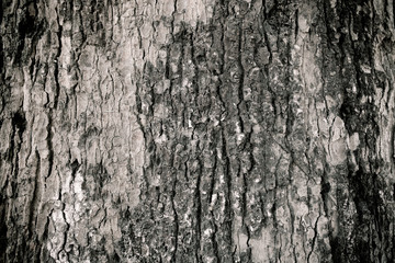 Tree bark texture black and white style.