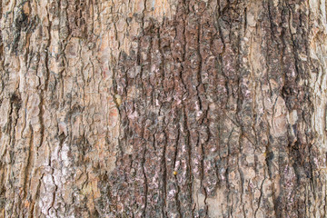 Tree bark texture