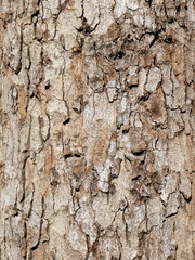 Wooden bark texture