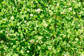 Fototapeta na wymiar White clover (Trifolium repens). Flower of the clover. Trifolium Repens L. (White clover, Dutch Clover)