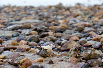 Crab between stones with ocean in the background