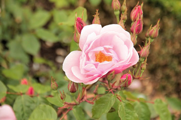 Obraz premium Beautiful pink rose in a garden