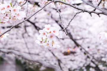 sakura cherry blossom  flower