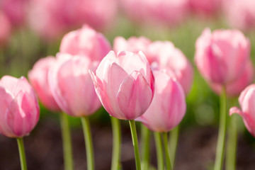 チューリップ畑