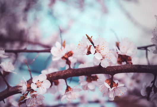 Весенний сад. Цветущие абрикосовые деревья