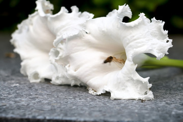 white flower background 4140