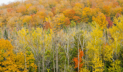 abstract view of colorful fall foliage