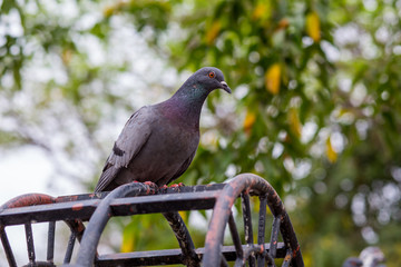 beautiful Emeral Dove