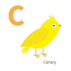 Letter C Canary bird Zoo alphabet. English abc with animals Education cards for kids Isolated White background Flat design