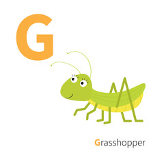 Letter G Grosshopper Zoo alphabet. Insect. English abc with animals Education cards for kids Isolated White background Flat design