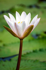 white and pink flower lotus and waterlily beautiful in nature
