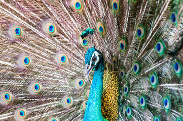 Obraz premium close-up portrait of beautiful peacock with colorful feathers
