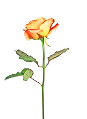 Rose isolated on a white background