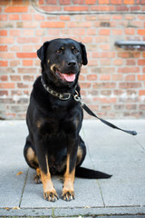 Rottweiler