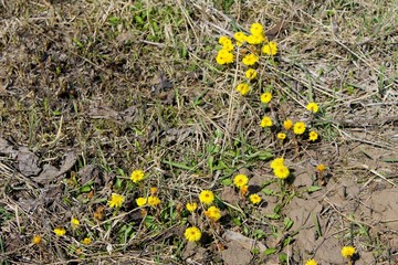 Coltsfoot flowers (Tussilago farfara) 