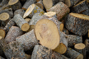 Many logs in the forest