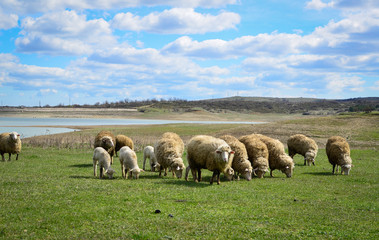  flock of sheep grazes on a green field somewhere