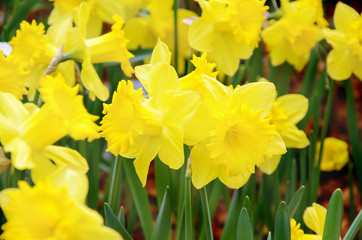 Obraz premium Blossom daffodil in the spring garden.