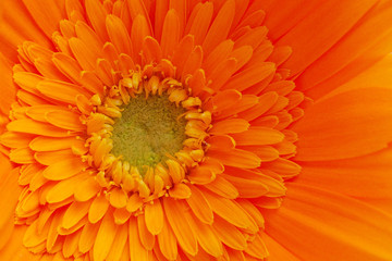 Closeup of a yellow Flower