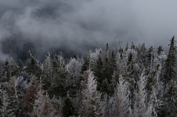Carpathian mountains - spruce forest in the cloud