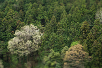 Green Forest, Shallow Focused