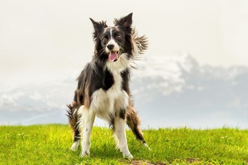 Dog border collie stand on mountain meadow