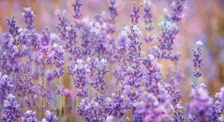 Lavender bushes closeup with bokeh effect. Purple flowers of lavender as banner or flowers background. Provence region of France - lavender fields and perfume oil.