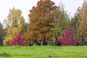 Horse Paddock View in Beautiful Fall Landscape