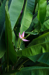 Banana blossom and green leaves