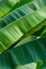 Close up Banana leaves