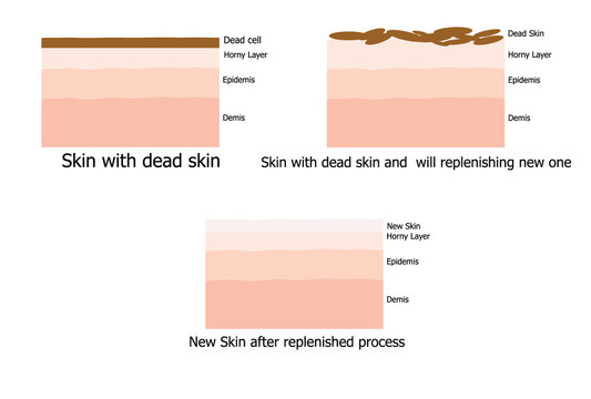 Skin replenishing process of human infographic