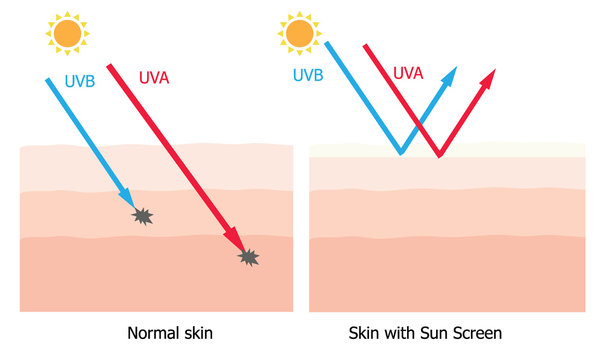 Skin compare between skin with spectrum-boarding sunscreen and n
