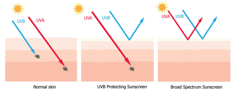 Infographic about sunscreen lotion protect human skin from UVA ,