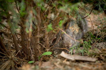 Rabbit is Beautiful Animal of Nature