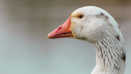 Portrait of a gray goose