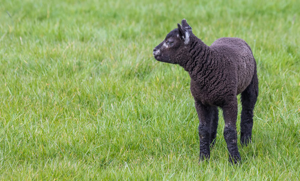 Young black lamb in a  meadow