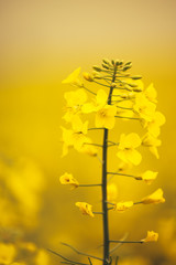 Close up of gentle blooming rapessed crop flower
