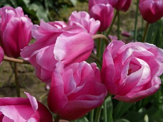 Pink Tulip. Skagit Valley Tulip Festival, Mt. Vernon, WA, USA. 