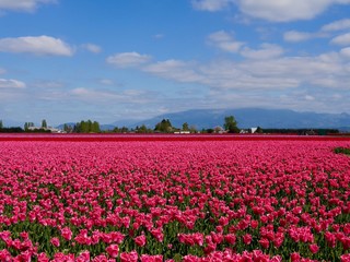 Fototapeta na wymiar Pink Tulip Fields. Skagit Valley Tulip Festival, Mt. Vernon, WA, USA. 