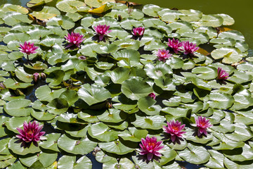 Burgundy water lily in a pond