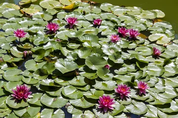 Zelfklevend Fotobehang Waterlelie Burgundy water lily in a pond