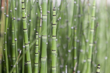 Bamboo Green Nature