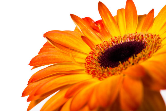 Yellow And Orange Gerbera 