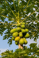Bunch of papayas hanging from the tree, Thailand.