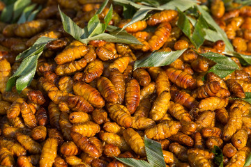 Fried silkworm is the food of the natives , Koh Samui, Surat Thani, Thailand