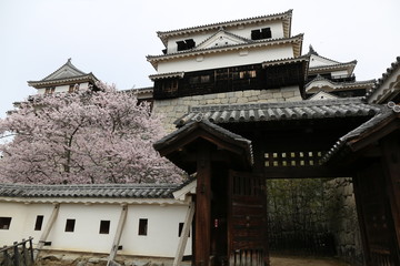 Fototapeta na wymiar 松山城と桜
