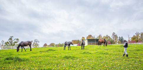 Naklejka na ściany i meble Horse Paddock View in Beautiful Fall Landscape