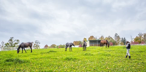 Foto op Plexiglas Horse Paddock View in Beautiful Fall Landscape © Chris Gardiner