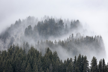 brume sapin montage brouillard altitude alpes voile paysage froi - obrazy, fototapety, plakaty